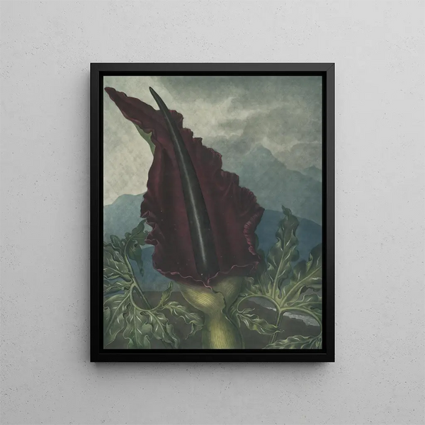 L'Arum dragon - Robert John Thornton — inramlat konstverk på väggen