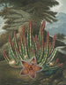 Le Stapelia porteur d'asticots - Robert John Thornton — vy av konstverket