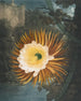 Le Cereus soufflant la nuit - Robert John Thornton — vy av konstverket