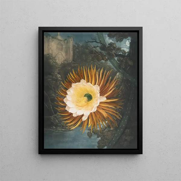 Le Cereus soufflant la nuit - Robert John Thornton — inramlat konstverk på väggen