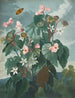 Le Bégonia à feuilles obliques - Robert John Thornton — vy av konstverket