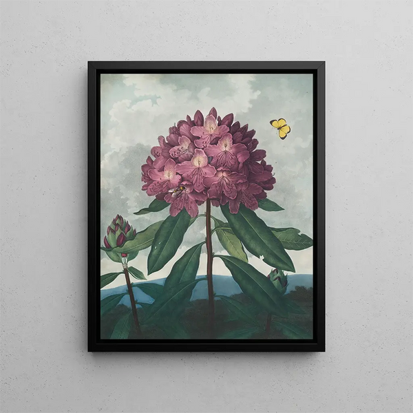 Le Rhododendron pontique - Robert John Thornton — inramlat konstverk på väggen