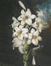 Le Lys blanc aux feuilles panachées - Robert John Thornton — vy av konstverket
