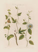 Tre arter av passionsblomma: prickig, kork och tandad - Robert John Thornton — vy av konstverket