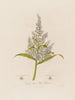 Veratrum album eller Vit hellebore - Robert John Thornton — vy av konstverket