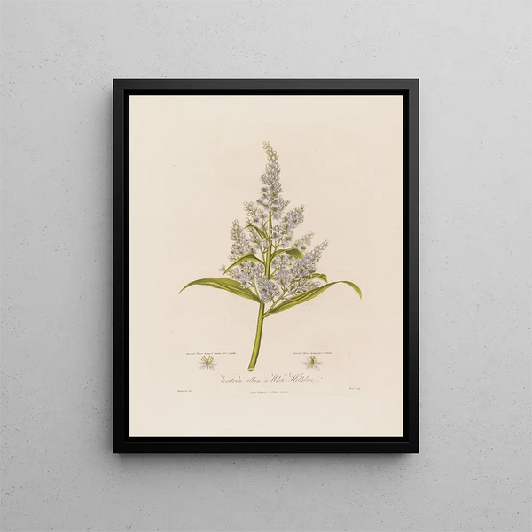 Veratrum album eller Vit hellebore - Robert John Thornton — inramlat konstverk på väggen