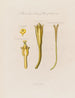 Jusquiame jaune - Robert John Thornton — vy av konstverket
