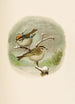 Le monde des oiseaux nord-américains pl08 - Robert Ridgway — vy av konstverket