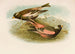 Le Monde des oiseaux nord-americains pl23 - Robert Ridgway — vy av konstverket