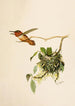 Le monde des oiseaux nord-américains pl36 - Robert Ridgway — vy av konstverket