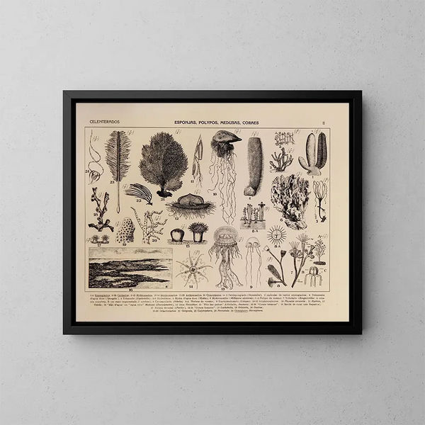 Atlas de la faune du Brésil Pl02 - Rodolpho von Ihering — inramlat konstverk på väggen