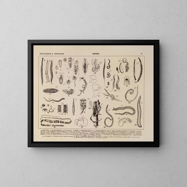 Atlas de la faune du Brésil Pl03 - Rodolpho von Ihering — inramlat konstverk på väggen