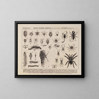 Atlas de la faune du Brésil Pl05 - Rodolpho von Ihering — inramlat konstverk på väggen