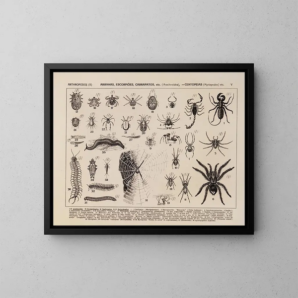 Atlas de la faune du Brésil Pl05 - Rodolpho von Ihering — inramlat konstverk på väggen