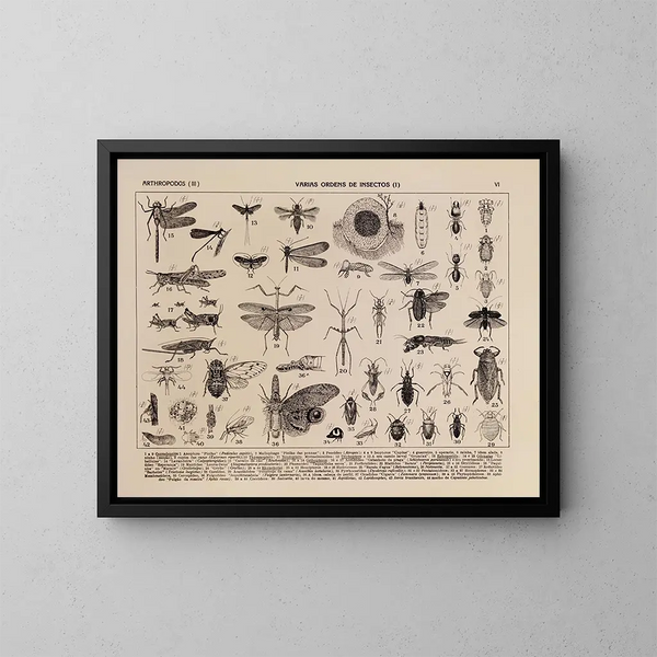 Atlas de la faune du Brésil Pl06 - Rodolpho von Ihering — inramlat konstverk på väggen