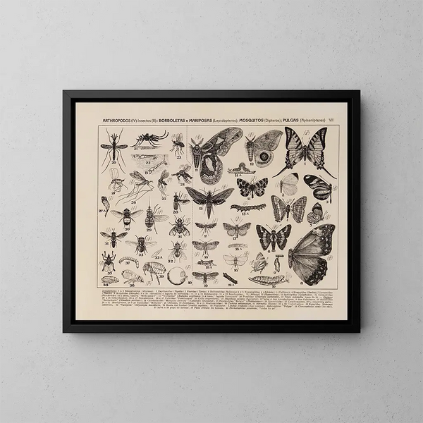 Atlas de la faune du Brésil Pl07 - Rodolpho von Ihering — inramlat konstverk på väggen