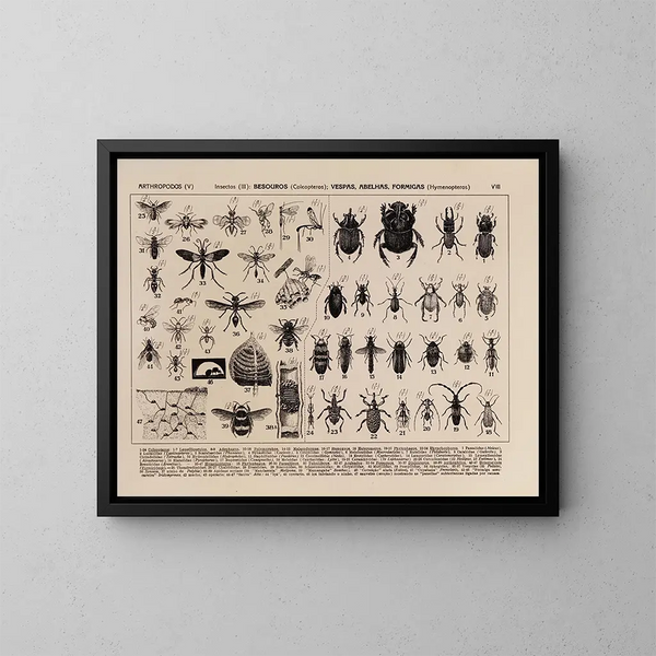 Atlas de la faune du Brésil Pl08 - Rodolpho von Ihering — inramlat konstverk på väggen