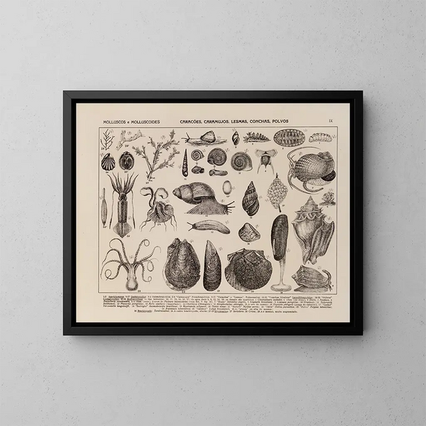 Atlas de la faune du Brésil Pl09 - Rodolpho von Ihering — inramlat konstverk på väggen