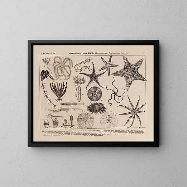 Atlas de la faune du Brésil Pl10 - Rodolpho von Ihering — inramlat konstverk på väggen