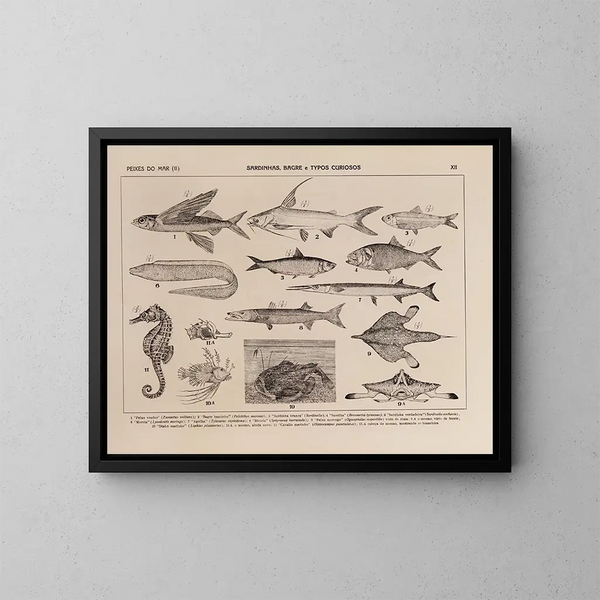 Atlas över Brasiliens fauna Pl12 - Rodolpho von Ihering — inramlat konstverk på väggen