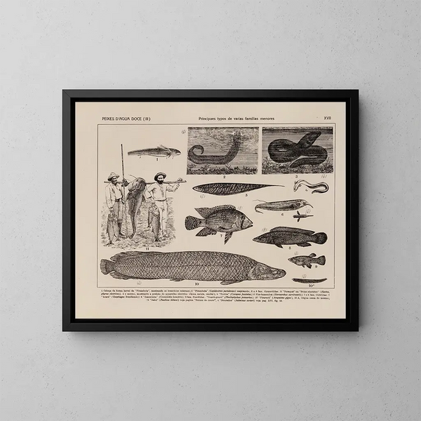 Atlas de la faune du Brésil Pl17 - Rodolpho von Ihering — inramlat konstverk på väggen