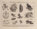 Atlas de la faune du Brésil Pl18 - Rodolpho von Ihering — vy av konstverket
