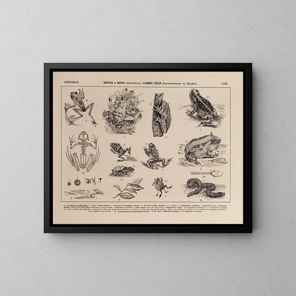 Atlas de la faune du Brésil Pl18 - Rodolpho von Ihering — inramlat konstverk på väggen
