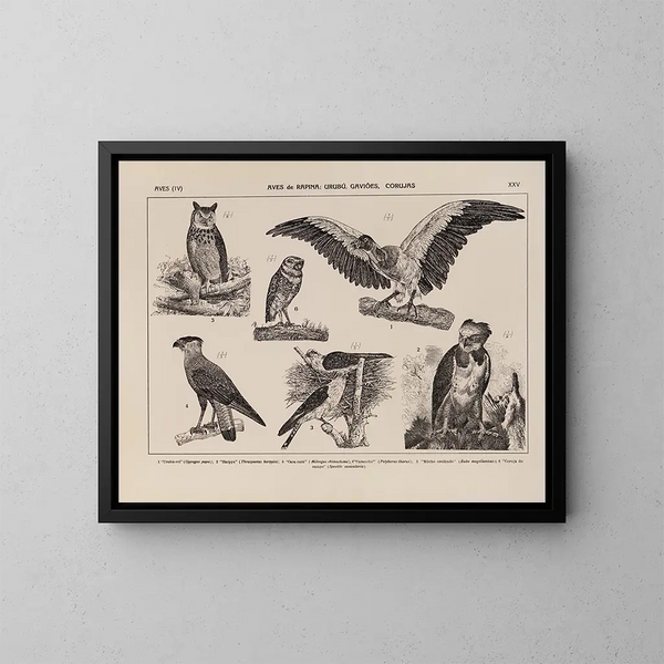 Atlas de la faune du Brésil Pl25 - Rodolpho von Ihering — inramlat konstverk på väggen