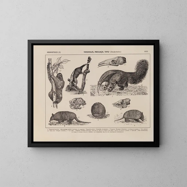 Atlas över Brasiliens fauna Pl31 - Rodolpho von Ihering — inramlat konstverk på väggen