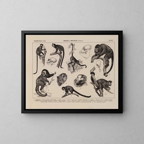 Atlas de la faune du Brésil Pl37 - Rodolpho von Ihering — inramlat konstverk på väggen