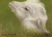 Tête d'un agneau - Rosa Bonheur — vy av konstverket