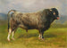 Le taureau gris - Rosa Bonheur — vy av konstverket