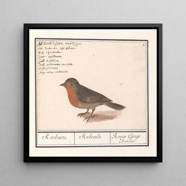 Rouge-gorge Erithacus rubecula - Anselmus Botius de Boodt