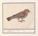Rousserolle effarvatte Emberiza schoeniclus - Anselmus Botius de Boodt — vy av konstverket