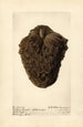 Annona cherimola Golden Russet - Royal Charles Steadman — vy av konstverket