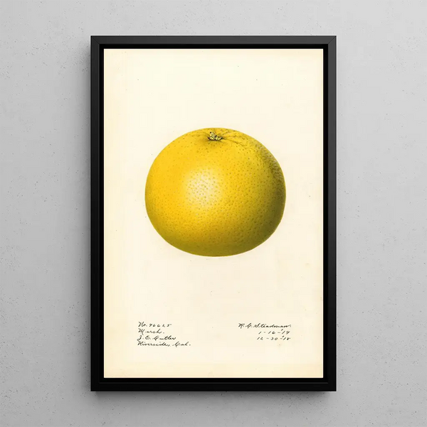 Citrus paradisi Marsh - Royal Charles Steadman — inramlat konstverk på väggen