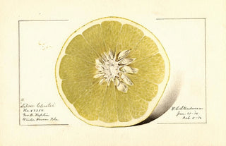 Royal Charles Steadman - Citrus paradisi Silver Cluster.webp