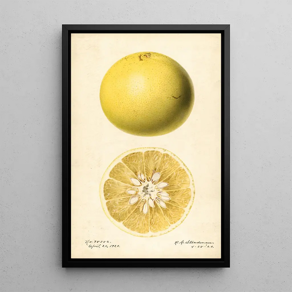 Citrus paradisi - Royal Charles Steadman — inramlat konstverk på väggen
