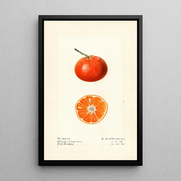 Citrus reticulata Dancy - Royal Charles Steadman — inramlat konstverk på väggen