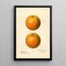 Citrus sinensis Enterprise - Royal Charles Steadman — inramlat konstverk på väggen