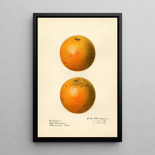 Citrus sinensis Enterprise - Royal Charles Steadman — inramlat konstverk på väggen