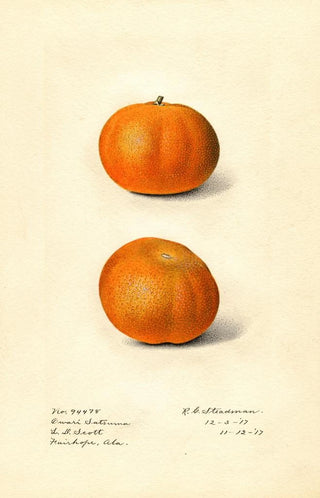 Royal Charles Steadman - Citrus sinensis Owari Satsuma.webp