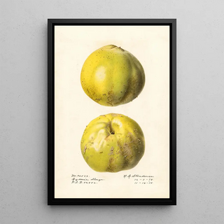 Royal Charles Steadman - Cydonia oblonga Cydonia oblonga.webp