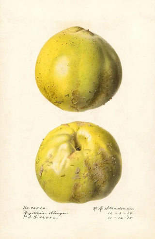 Royal Charles Steadman - Cydonia oblonga Cydonia oblonga.webp