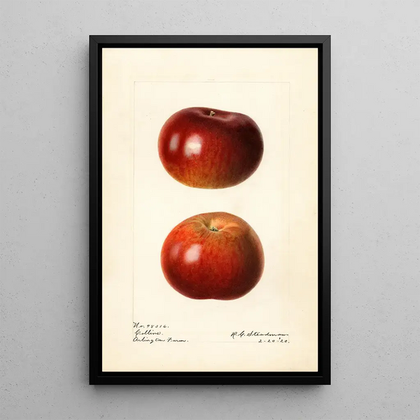Malus domestica Collins - Royal Charles Steadman — inramlat konstverk på väggen