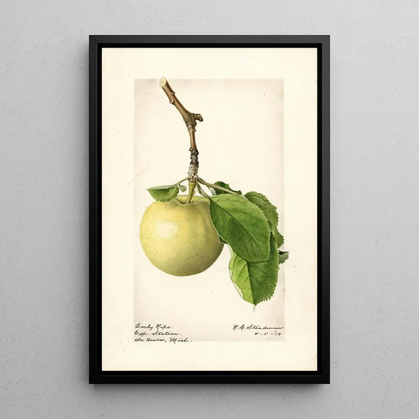 Malus domestica Early Ripe - Royal Charles Steadman — inramlat konstverk på väggen