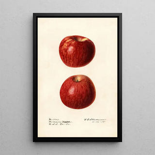 Royal Charles Steadman - Malus domestica Missouri Pippin.webp