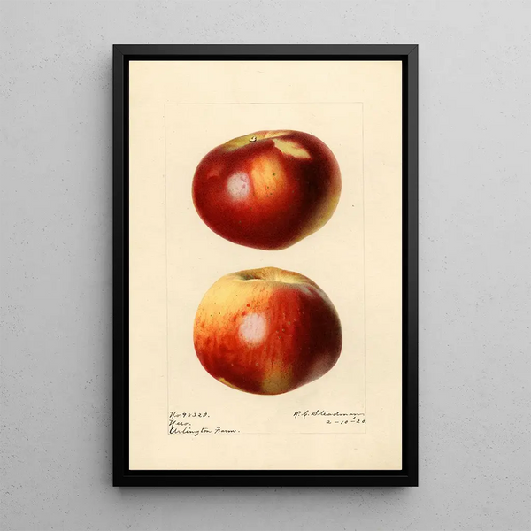 Malus domestica Nero - Royal Charles Steadman — inramlat konstverk på väggen