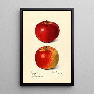 Royal Charles Steadman - Malus domestica Oranco.webp