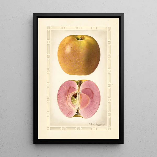 Malus domestica - Royal Charles Steadman - Royal Charles Steadman — inramlat konstverk på väggen